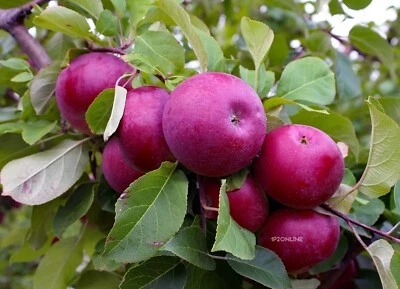 15 Seeds Red Delicious Apple Seed Fruit Plant Garden Outdoor Rare AUSTRALIA - Image 1 of 3