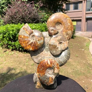 6.33LB Large Natural Beautiful ammonite fossil conch Crystal specimen Healing - Picture 1 of 16