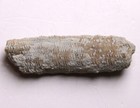 Dawsonoceras Massie Shale Cephalopod Indiana Silurian Fossil