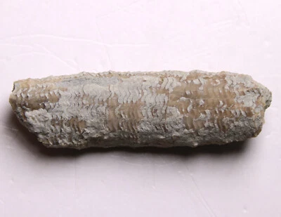 Dawsonoceras Massie Shale Cephalopod Indiana Silurian Fossil - Image 1 of 4