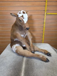 FH1443-Baby Calf Taxidermy Mount - Picture 1 of 3