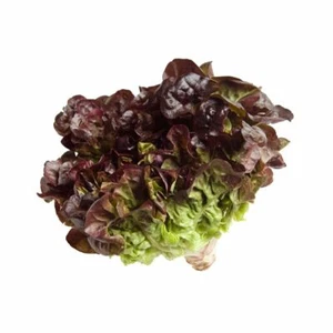Oak Leaf RED Lettuce (Oakleaf) Seeds Loose Leaf 500, 1000, 2000, 5000 Bulk Crisp - Picture 1 of 5