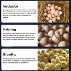 36 Eggs Incubator White Square Chicken Hatcher Temperature Control Auto Turni SD