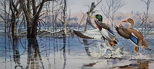 Stampa firmata Backwater Mallards edizione limitata di Dave Brandon - Anatre - Foto 1 di 1