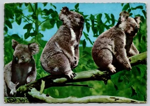 Cartolina Australian Koala Bears Phascolarctos cinereus Bordo Coperto - Foto 1 di 2