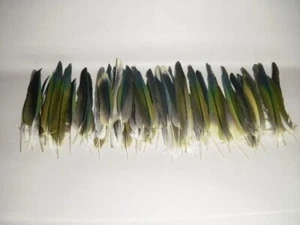 BUY 50 SUN CONURE 4" TO 6" SECONDARY WING FEATHERS PARROT BIRD ENDANGERED BRAZIL - Picture 1 of 13
