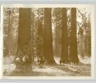 FOREST RANGERS On Horseback Stand In Stand Of REDWOOD TREES Vintage Press Photo