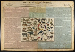 1837 - Zoologie : Gravure ancienne en couleurs. Mammifères, Oiseaux - Foto 1 di 2