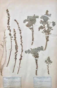 Botany - Plank Herbarium Xixth - Plants Dried - Corymbifères 30 - Picture 1 of 5