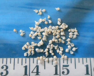 ~ Baby Whelk Shells ~ 100+ ~ White/Ivory ~ Shellcraft ~ Sailor's Valentines ~ - Picture 1 of 5