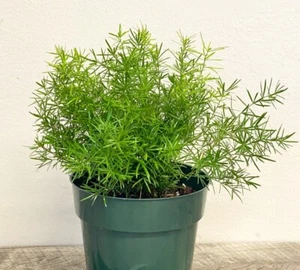 Foxtail Fern '"Asparagus Meyerii" | 15+ seeds | Houseplant | Same Day Dispatch - Picture 1 of 2