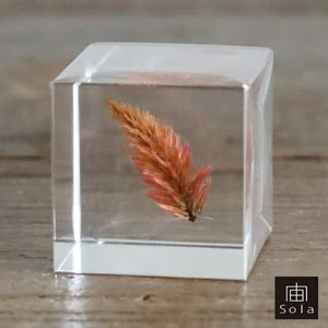 Hase Nedoko solacube Nogeitou Acryl Wachtel Gras transparent - Bild 1 von 9