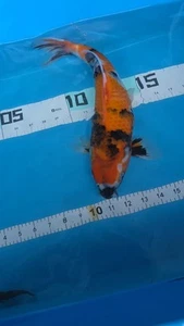 13in Showa Dainichi Japanese Koi Live Imported KoiGazer - Picture 1 of 6