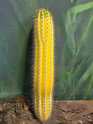 T. Spachianus Variegated Cactus Rare Collectors Clone Plant S.E.P🌵  - Image 1 of 4