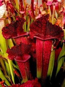 Sarracenia x Juthatip Soper (carnivorous pitcher plant) - Picture 1 of 10