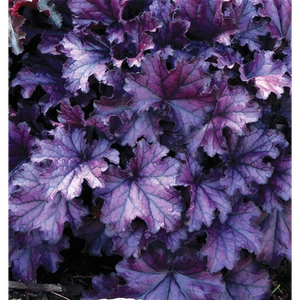 Heuchera "Forever Purple" - Campanilla púrpura "Forever Purple" en maceta 12 cm - 12 - Imagen 1 de 1
