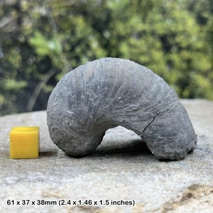 Fossil gryphaea bivalve, "devil's toenail" an iconic fossil from the jurassic - Picture 1 of 1