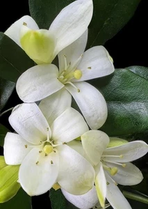 Fragrant: Heavenly Orange Jasmine: Rare : $45 Per Plant : Free Postage - Picture 1 of 3