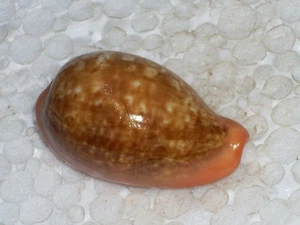 CYPRAEA PYRUM AMAZING - Picture 1 of 2