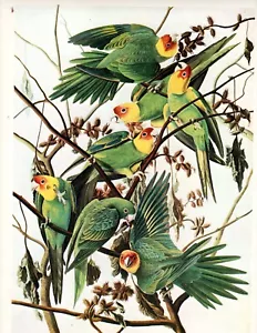 AUDUBON's Carolina Parrot (Paroquet) antique 1940 Lithograph - Picture 1 of 1