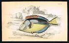 Striped Surgeonfish, Hand-Colored Antique Engraving - Jardine 1840