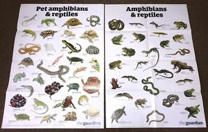 2 poster da parete guardiano animali domestici / anfibi e rettili A1 83,5 x 59,5 cm EX! - Foto 1 di 3