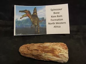 Dinosaurs Bones Spinosaurus Bone Kem Kem Formation North Western Africa - Picture 1 of 6