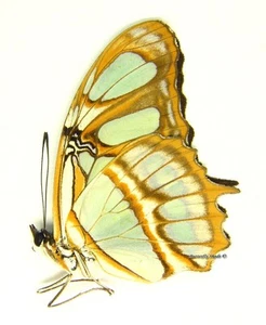 Mariposa/Nymphalidae sin montar - Siproeta stelenes meridionalis, macho, Perú - Imagen 1 de 1