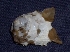 XENOPHORA MEDITERRANEA HIGH SPIRE - Picture 1 of 2