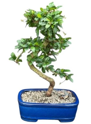 Bonsai de té Fukien árbol floreciente tronco curvo estilo Ehretia Microphylla 12" H Foto 1 de 4