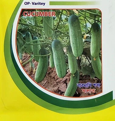 CUCUMBER Seed 100% Genuine Bangladeshi vegetable seeds 1 packet - Image 1 of 3
