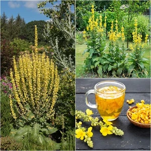 Mullein seeds - Bild 1 von 5