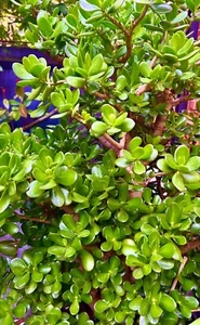 30x LARGE Crassula Ovata Jade Succulent plant Money tree unrooted leaf cuttings - Picture 1 of 2