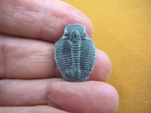 (F704-121) Trilobite fossil trilobites extinct marine arthropod I love fossils - Picture 1 of 1