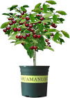 Black Cherry Fruit Tree Live Plant Seeding 15-17inch Height -Prunus serotina