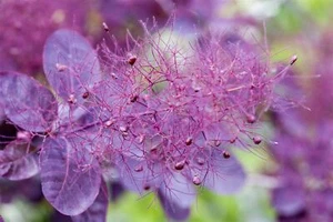 Cotinus coggygria 'Royal Purple', Perückenstrauch, purpurrot, 150–175 cm - Bild 1 von 14