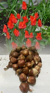100 RED RIDING HOOD GREIGII TULIP BULBS DWARF HARDY SPRING GARDEN PERENNIAL - Picture 1 of 9