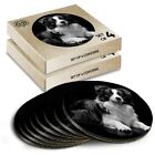 8 X Boxed Round Coasters - Bw - Black Border Collie Farm Dog Puppy #42717