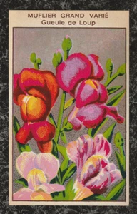 Etiqueta cromada eduardiana para sobre de semillas francesas Muflier Grand - Snapdragon grande - Imagen 1 de 2