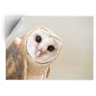 1 X Vinyl Sticker A5 - Wise Barn Owl Tyto Albahead  #15817