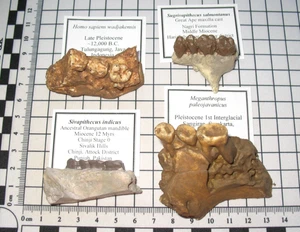 Plastic resin fossil cast Hominid evolution collection 4 jaws with teeth named - Picture 1 of 6