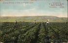 1909 Caldwell,Id Growing Potatoes On Irrigated Land Canyon County Farming Idaho