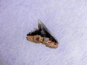 SHARK TOOTH - GALEORHINUS GALEUS - BAKERSFIELD USA - 1JUIL25 - Afbeelding 1 van 2