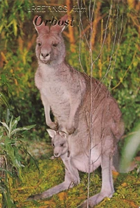 Postcard Greetings from Orbost Victoria Kangaroo and Joey - Picture 1 of 2