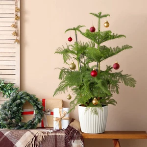 Zimmertanne, 3er Tuff, Topf-Ø 27 cm, Höhe ca. 100 cm - Bild 1 von 4