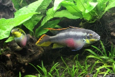 1 (M/F) Pair Rainbow Kribesnsis Dwarf Cichlids Live Freshwater Fish - Image 1 of 4