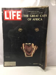 Life - January 6, 1967 The Great Cats Of Africa - Picture 1 of 1