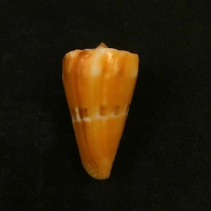 Conus riosi Brazil, 35,2mm, F++, VERY NICE SPECIMEN!!! - Picture 1 of 6