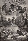 Ptaki Australia Fantazyjne gołębie Spinifex, Duże zabytkowe druki i artykuł z lat 80.