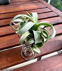 Tillandsia super Curly Slim Hybrid -- Rare Air Plant - Picture 1 of 3